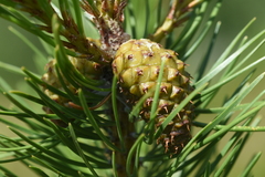 Pinus contorta