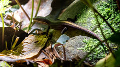 Pholidobolus vertebralis