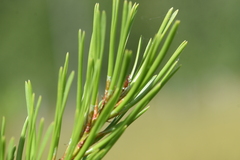 Pinus contorta