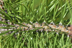 Pinus contorta