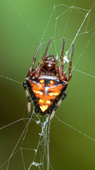 Verrucosa