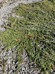 Juniperus horizontalis