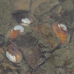 Ortmanniana ligamentina