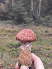 Armillaria