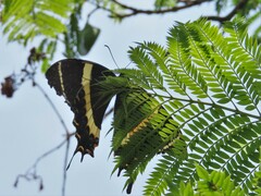 Papilio garamas garamas