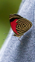 Diaethria clymena
