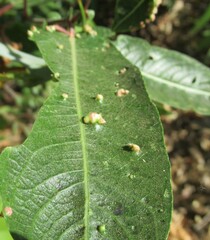 Aculus