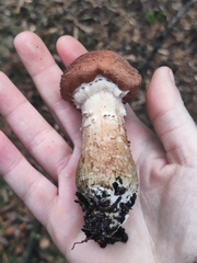 Armillaria