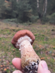 Armillaria