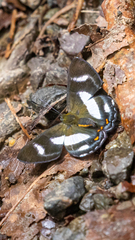 Siseme alectryo alectryo