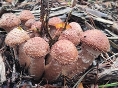 Armillaria