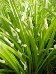 Allium paradoxum