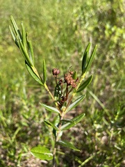 Kalmia microphylla