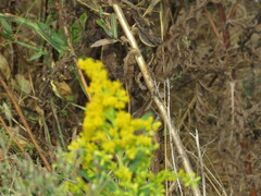 Solidago lepida