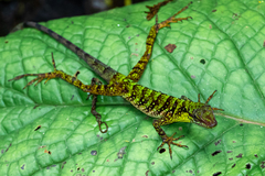 Anolis ventrimaculatus