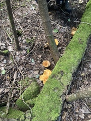 Turbinellus floccosus