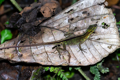 Anolis ventrimaculatus