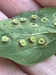 Pachypsylla celtidisasterisca