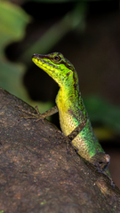Anolis ventrimaculatus