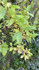 Cephalanthus occidentalis
