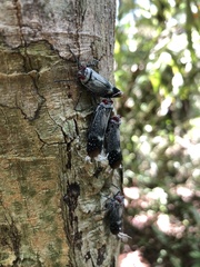 Poiocerinae