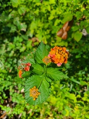Lantana × strigocamara