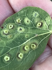 Pachypsylla celtidisasterisca