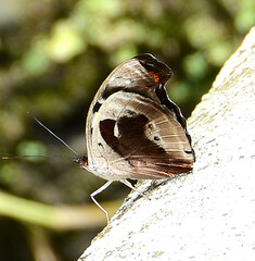 Catonephele numilia esite