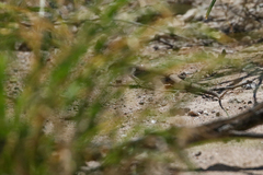 Aspidoscelis marmoratus