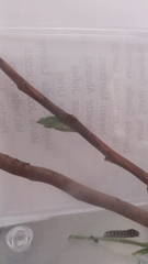 Papilio polyxenes asterius