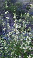 Lippia graveolens