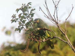 Amazona amazonica