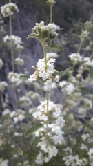 Lippia graveolens