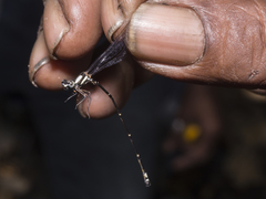 Nososticta impercepta