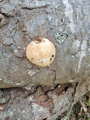 Cryptoporus volvatus