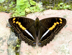 Adelpha olynthia