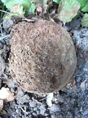 Pisolithus tinctorius