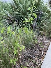 Crotalaria incana