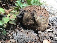 Pisolithus tinctorius
