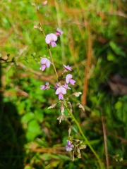 Desmodium lineatum