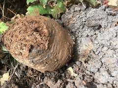 Pisolithus tinctorius