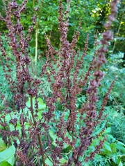 Rumex sanguineus