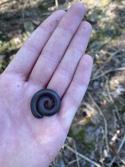 Narceus americanus