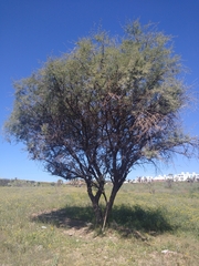 Prosopis juliflora