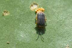 Galerucella nymphaeae