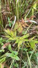 Thelypteris palustris
