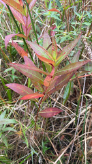 Decodon verticillatus