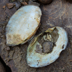 Ortmanniana ligamentina