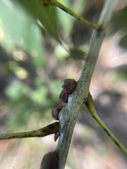 Kokkocynips