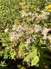 Eupatorium perfoliatum
